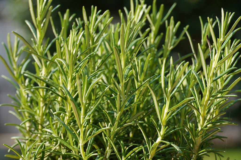 7 Reasons to Love Rosemary