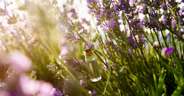 7 Healing Uses For Lavender Essential Oil