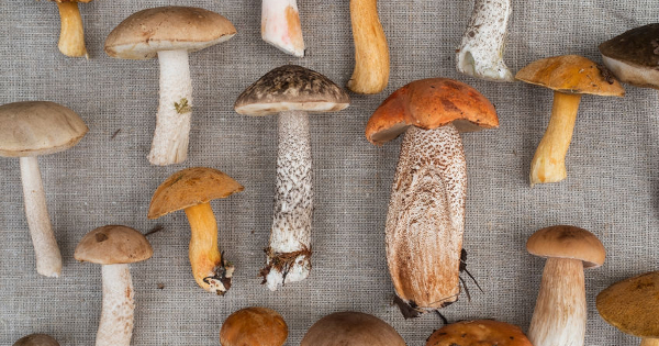 Mushroom Power: Five Therapeutic Properties of Medicinal Mushrooms