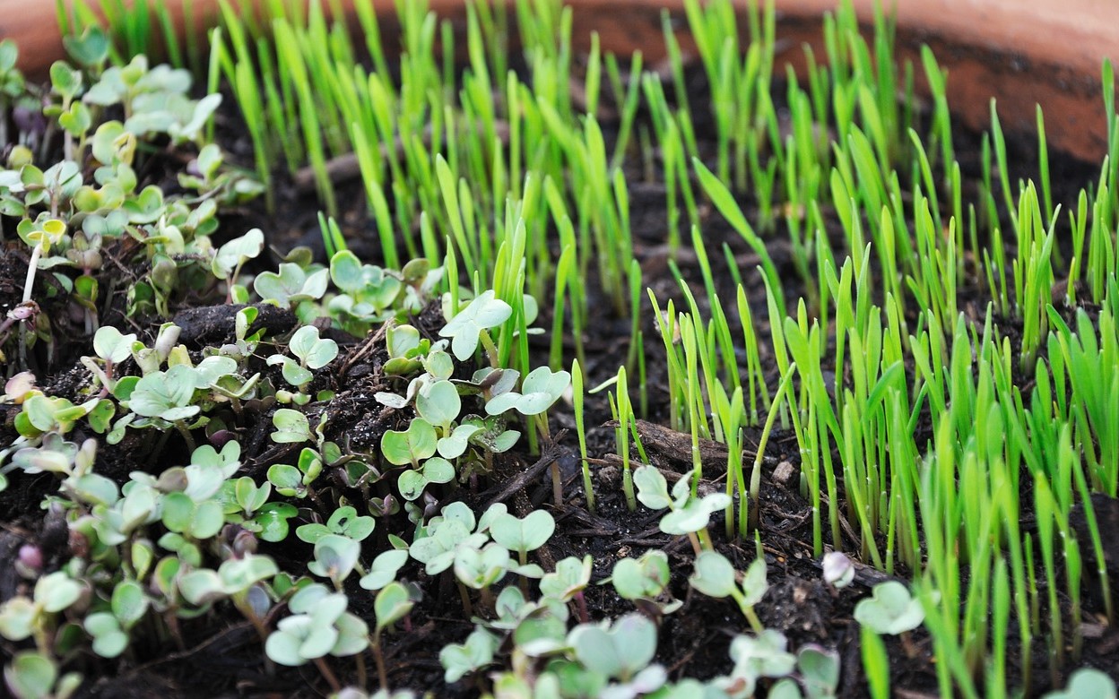 Microgreens: The Health-Giving Shoots Explained